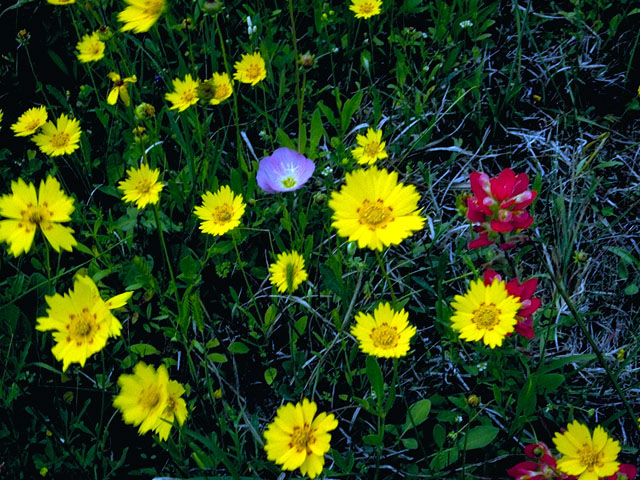 Coreopsis nuecensis (Crown tickseed) #16730