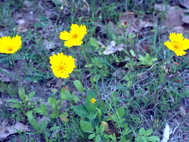 Coreopsis nuecensis (Crown tickseed) #16731