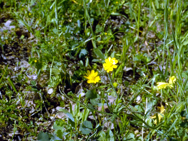 Crocidium multicaule (Common spring-gold) #16744