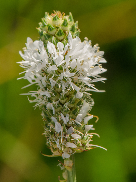 Dalea candida var. candida (White prairie clover) #42410