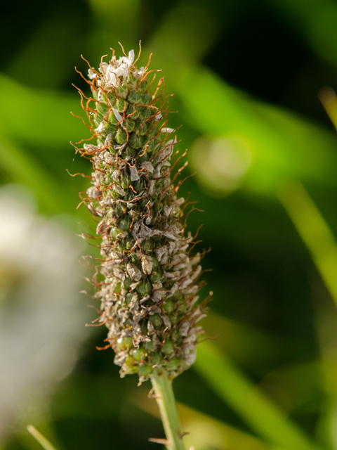 Dalea candida var. candida (White prairie clover) #42411