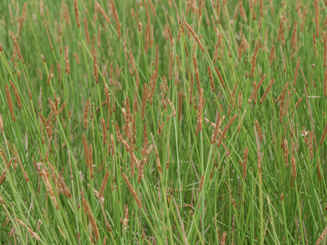 Eleocharis cellulosa (Gulf coast spikerush) #42423