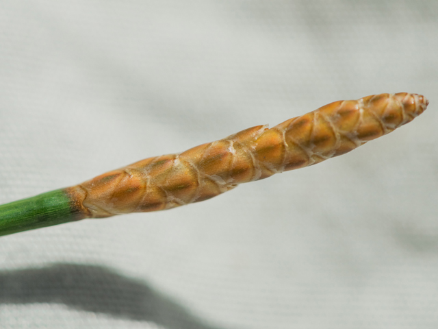 Eleocharis cellulosa (Gulf coast spikerush) #42424