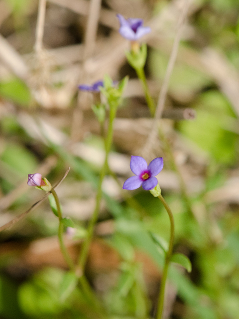 Houstonia pusilla (Tiny bluets) #42433