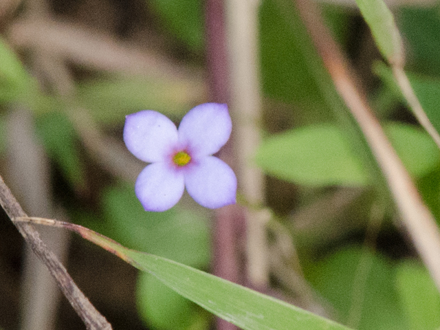 Houstonia pusilla (Tiny bluets) #42434