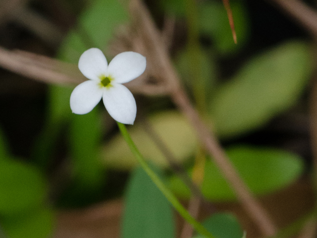 Houstonia pusilla (Tiny bluets) #42435