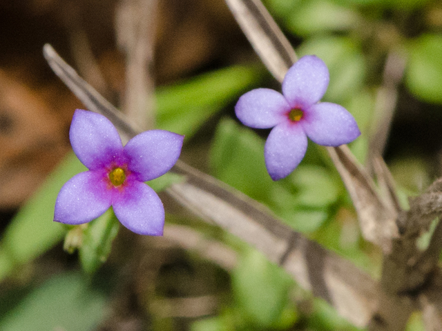 Houstonia pusilla (Tiny bluets) #42436