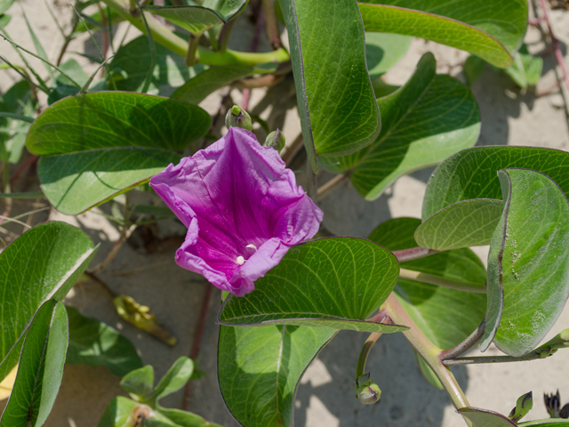 Ipomoea pes-caprae (Railroad vine) #42442