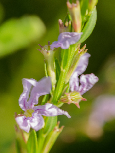 Lythrum alatum var. lanceolatum (Winged lythrum) #42449