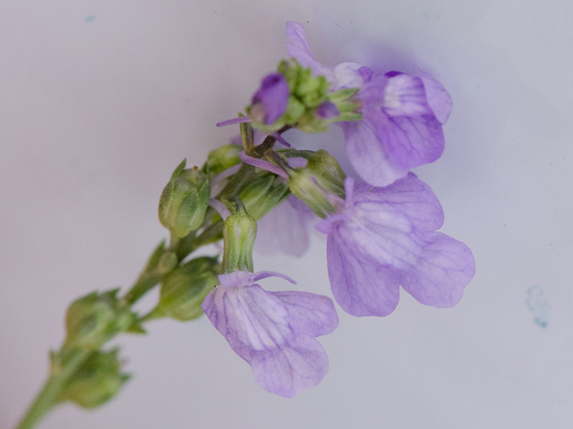 Nuttallanthus canadensis (Canada toadflax) #42462