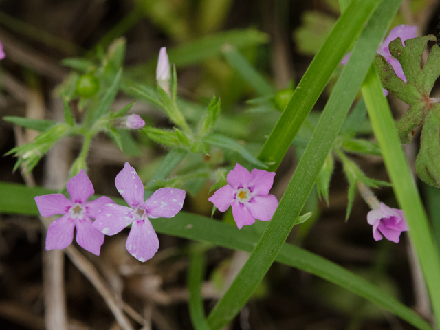 Phlox cuspidata (Pointed phlox) #42476