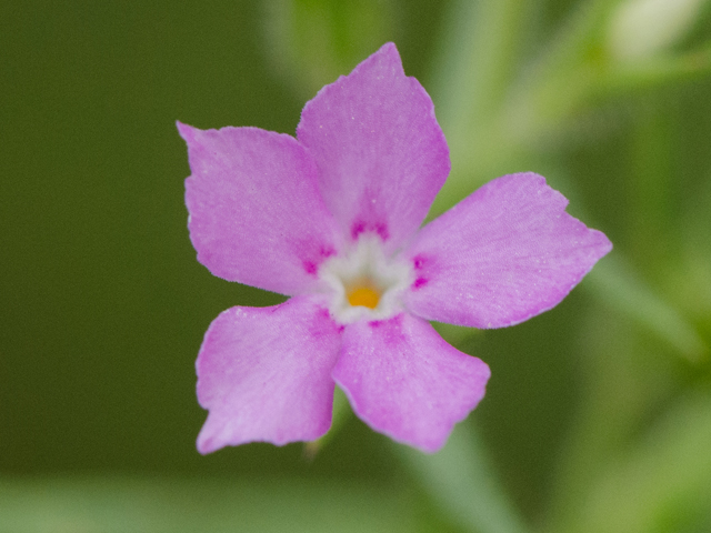 Phlox cuspidata (Pointed phlox) #42477