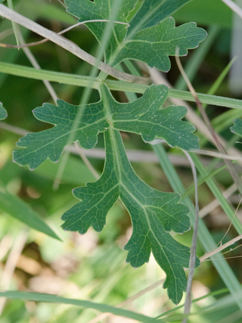 Polytaenia texana (Texas prairie parsley) #42485