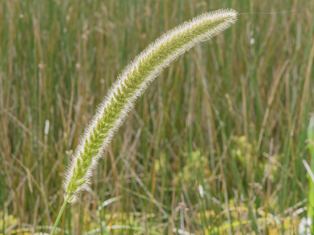 Setaria magna (Giant bristlegrass) #42502