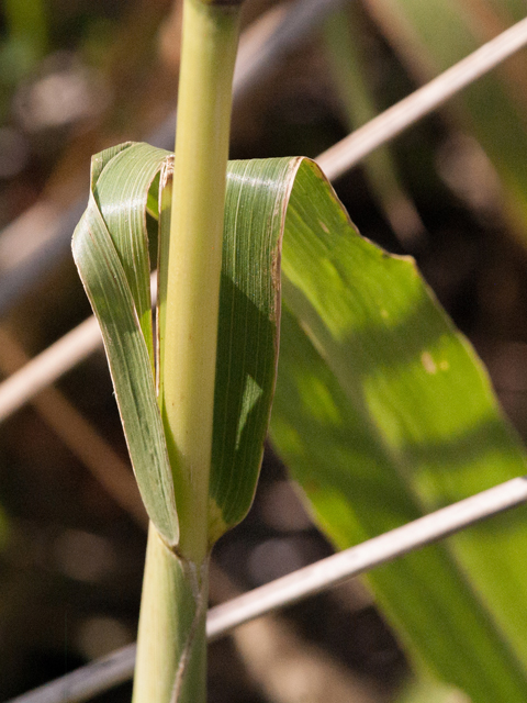 Setaria magna (Giant bristlegrass) #42504