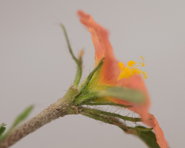 Sida ciliaris (Bracted fanpetals) #42509