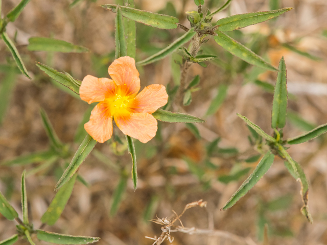 Sida ciliaris (Bracted fanpetals) #42510