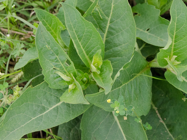 Silphium gracile (Slender rosinweed) #42511