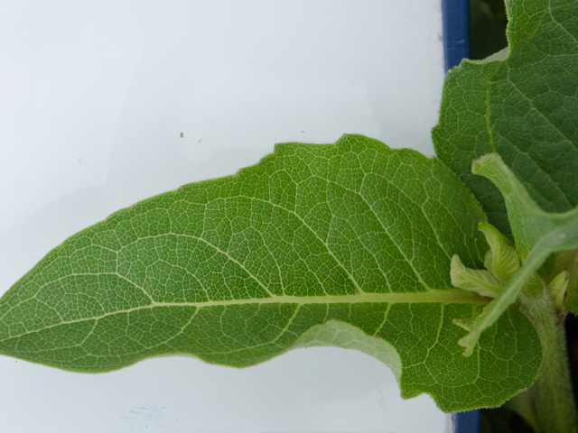 Silphium gracile (Slender rosinweed) #42512