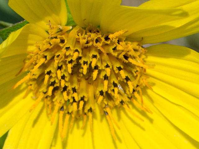 Silphium gracile (Slender rosinweed) #42513