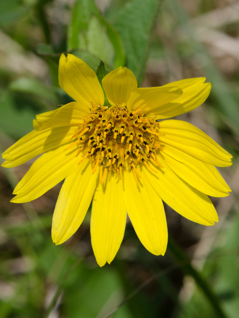 Silphium gracile (Slender rosinweed) #42514