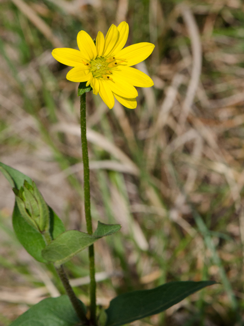 Silphium gracile (Slender rosinweed) #42515