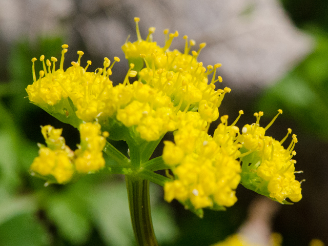 Tauschia texana (Texas umbrellawort) #42516