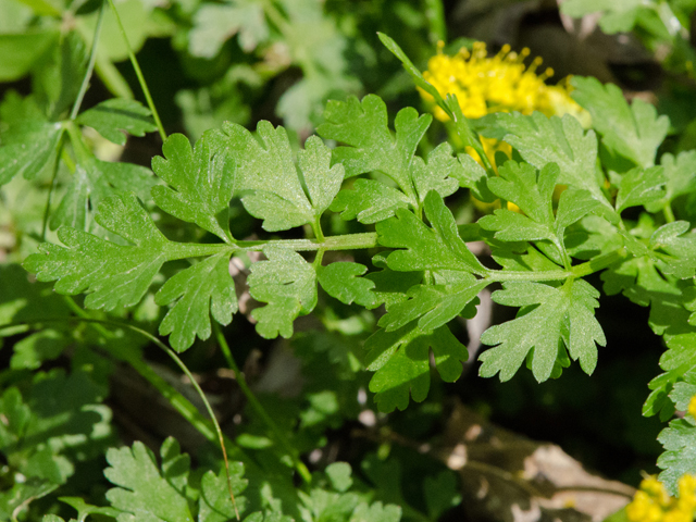 Tauschia texana (Texas umbrellawort) #42517