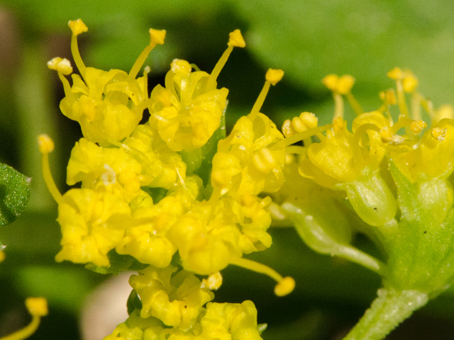 Tauschia texana (Texas umbrellawort) #42519