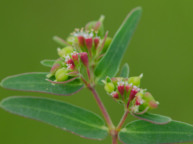 Chamaesyce hyssopifolia (Hyssopleaf sandmat ) #42955