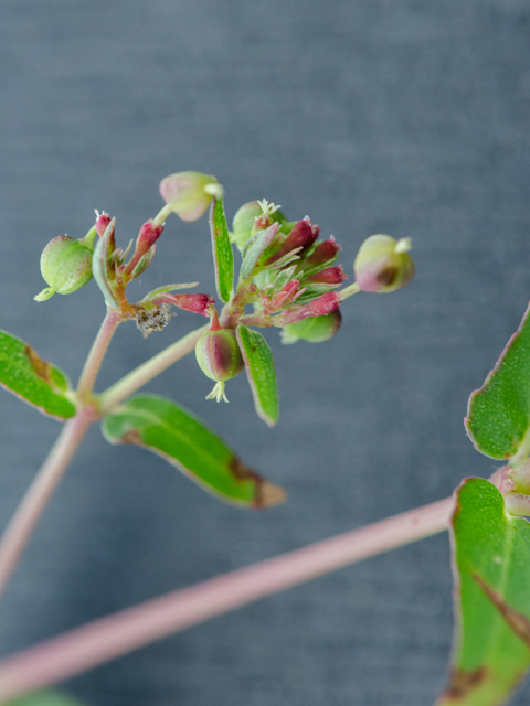 Chamaesyce hyssopifolia (Hyssopleaf sandmat ) #42957