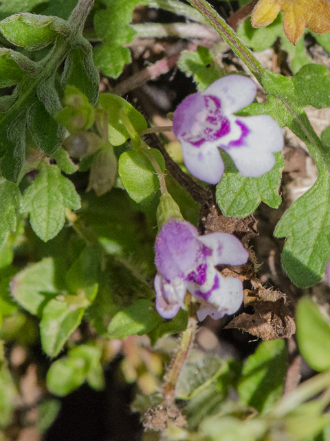 Clinopodium brownei (Browne's savory) #42966