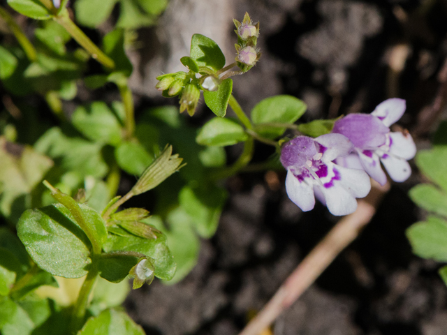 Clinopodium brownei (Browne's savory) #42967