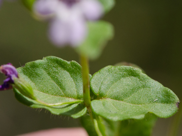 Clinopodium brownei (Browne's savory) #42969