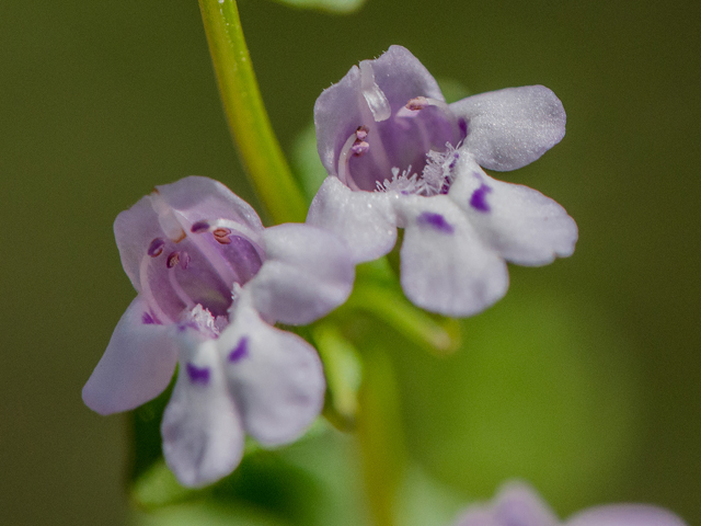 Clinopodium brownei (Browne's savory) #42970