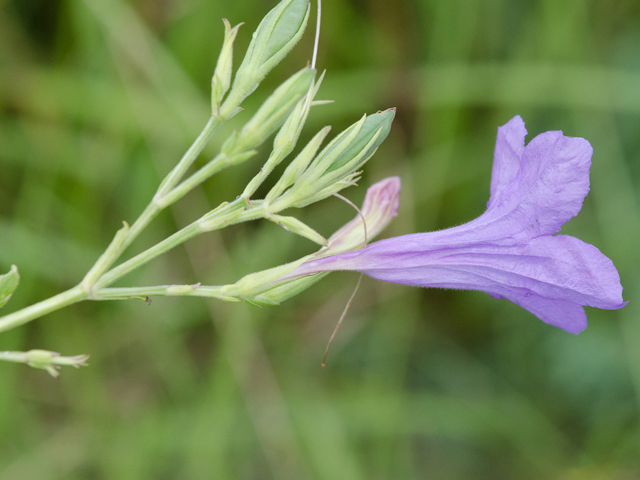 Ruellia nudiflora var. nudiflora (Violet wild petunia) #43024