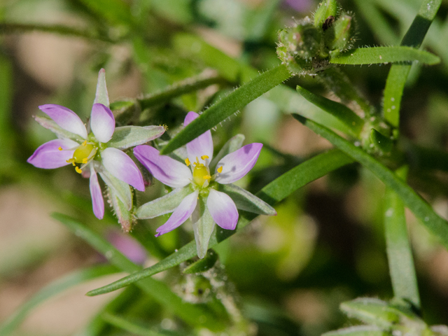 Spergularia salina (Salt sandspurry) #43039