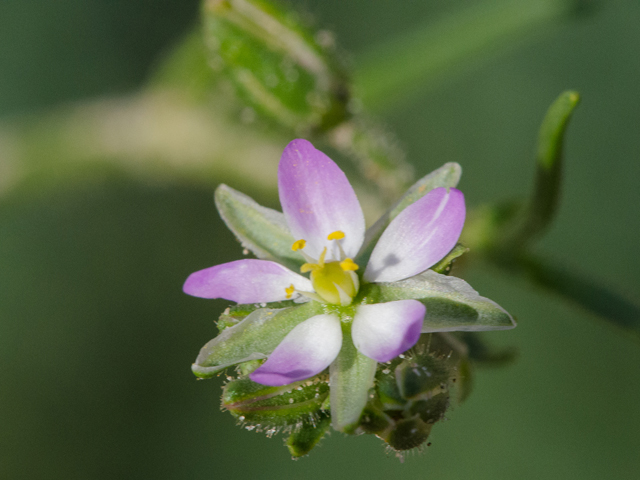 Spergularia salina (Salt sandspurry) #43040