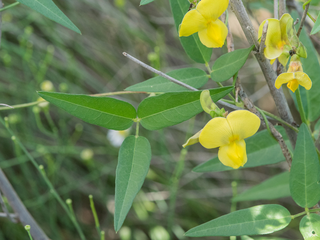 Vigna luteola (Hairypod cowpea) #43059