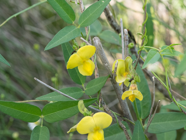 Vigna luteola (Hairypod cowpea) #43060