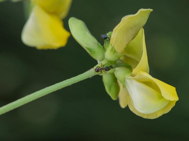 Vigna luteola (Hairypod cowpea) #43061