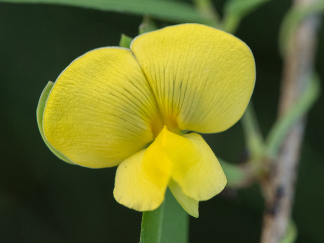 Vigna luteola (Hairypod cowpea) #43062