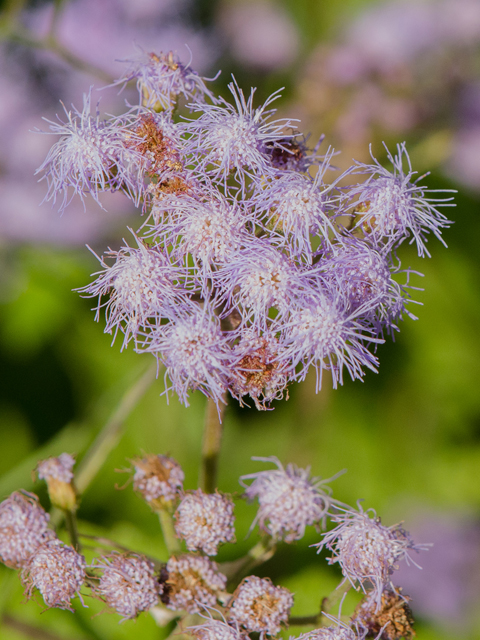 Conoclinium coelestinum (Blue mistflower) #43084