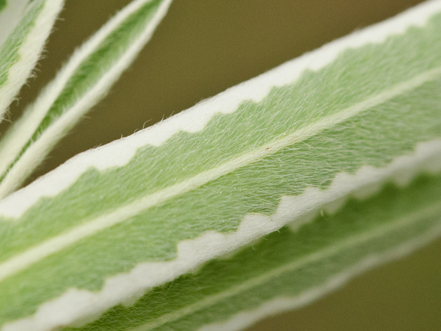 Euphorbia bicolor (Snow on the prairie) #43090