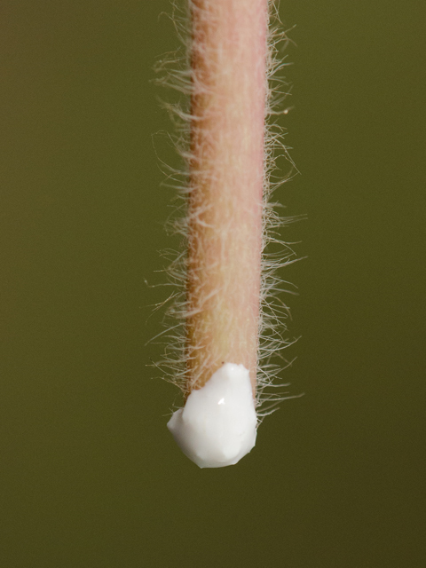 Euphorbia bicolor (Snow on the prairie) #43091