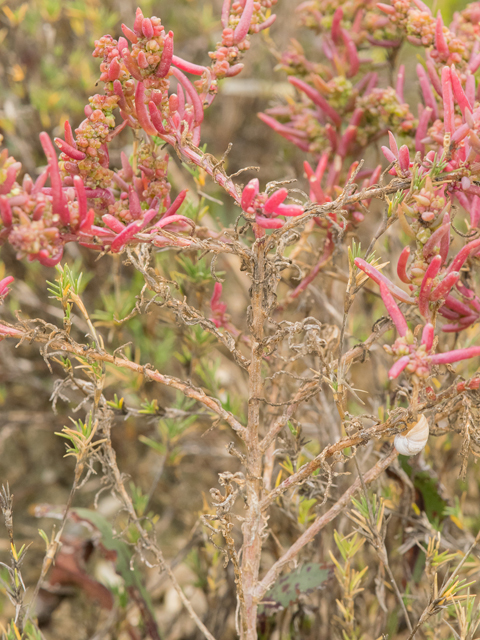 Suaeda linearis (Annual seepweed) #43119