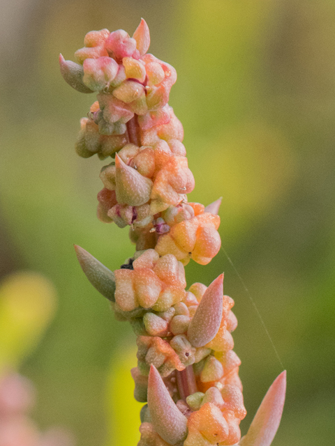 Suaeda linearis (Annual seepweed) #43120