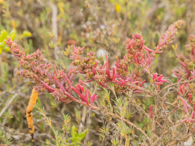 Suaeda linearis (Annual seepweed) #43121