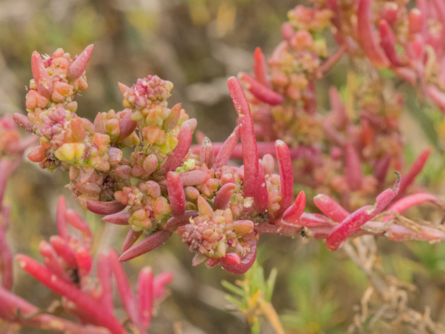 Suaeda linearis (Annual seepweed) #43122