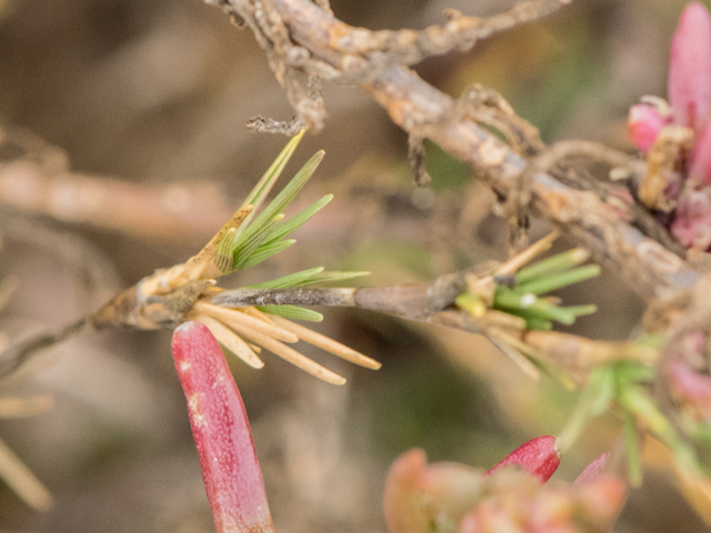 Suaeda linearis (Annual seepweed) #43123